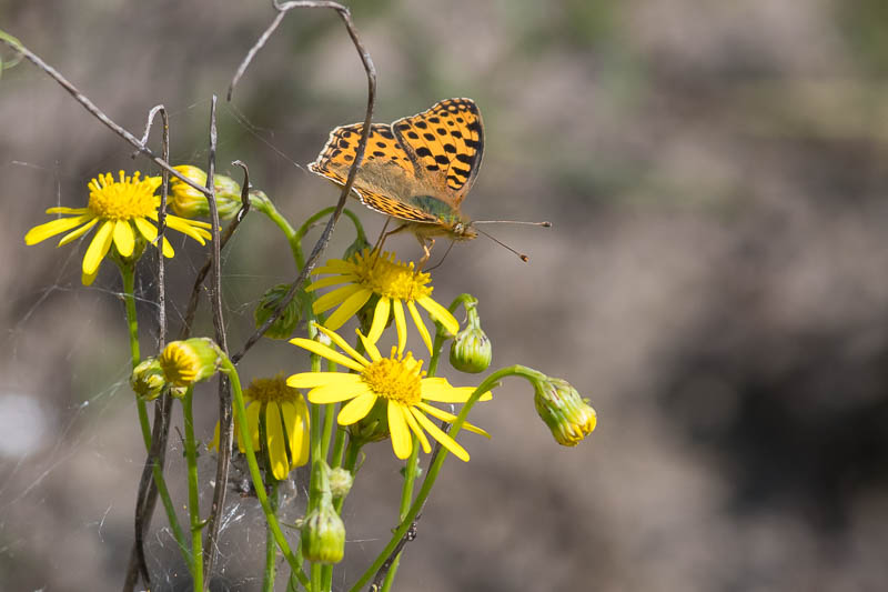 Queen of Spain Fritillary